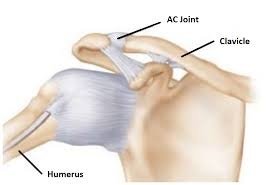 Acromioclavicular (AC) Joint