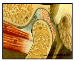 Normal Temporomandibular Joint