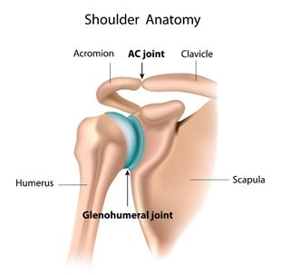 Shoulder anatomy