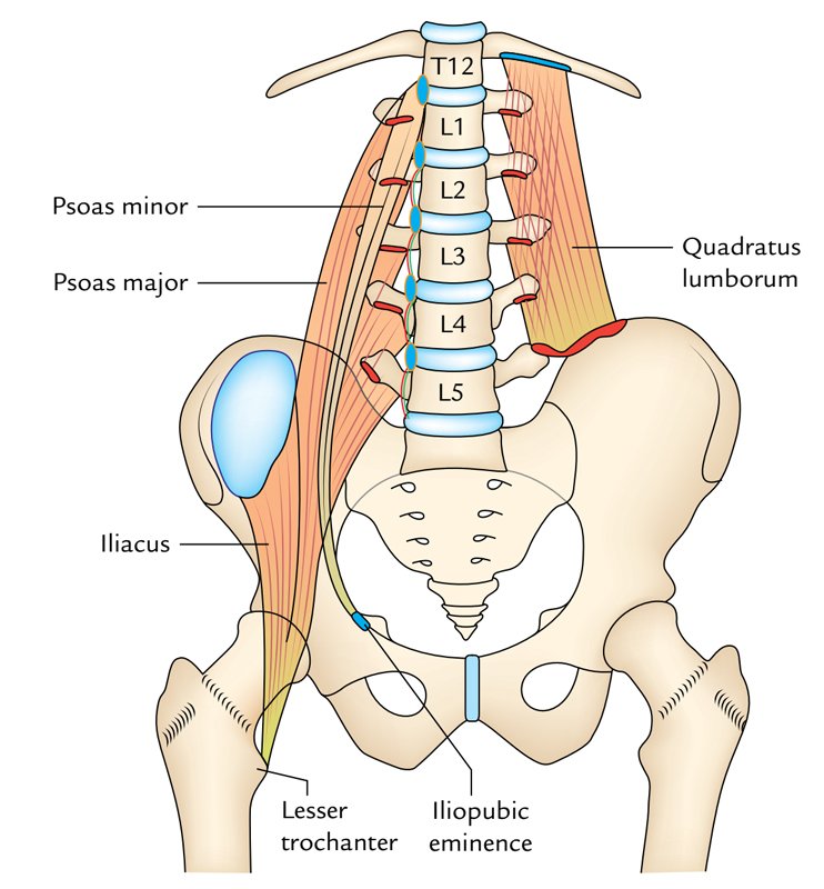 Quadratus-lumborum-insertion